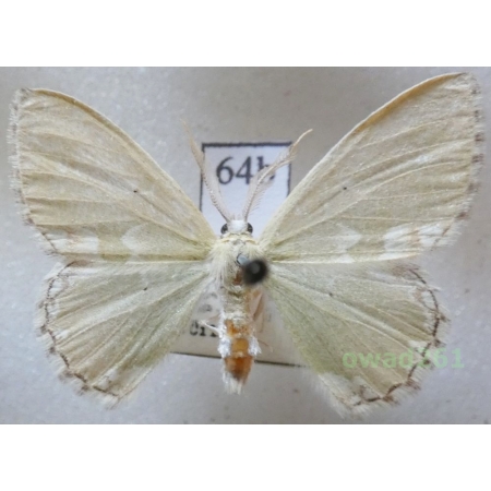 Comibaena bajularia (Denis & Schiffermüller, 1775) Czech64b